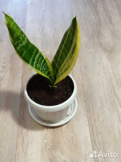 Сансевиерия (тещин язык, щучий хвост)