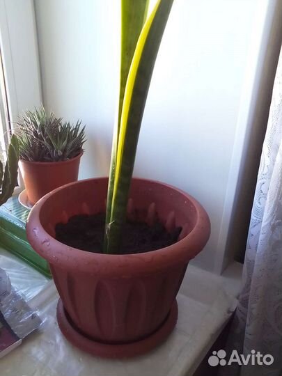 Сансивиерия (щучий хвост )