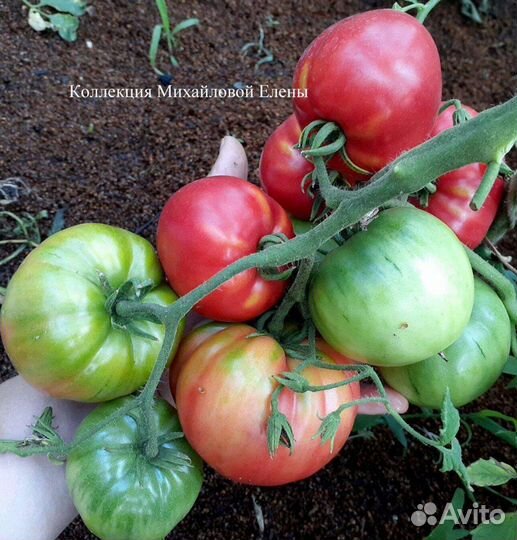 Томат Сербское сердце семена