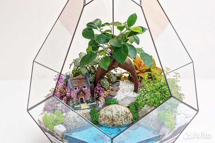 Флорариум с Фикусом