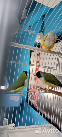 Передержка для попугаев, птиц