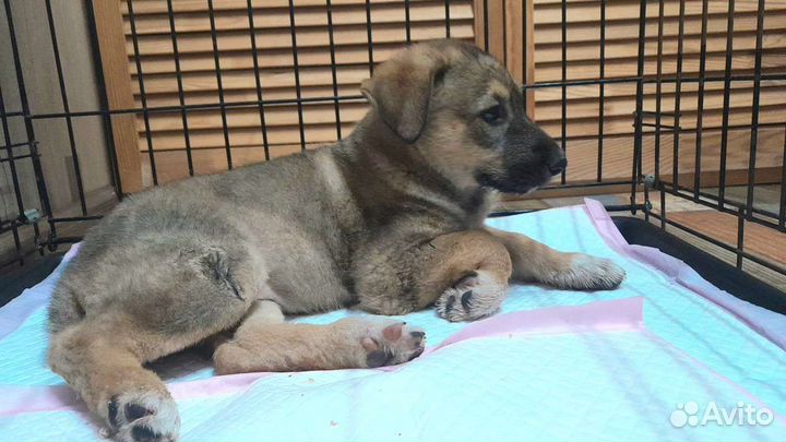 Щенок овчарки в дар