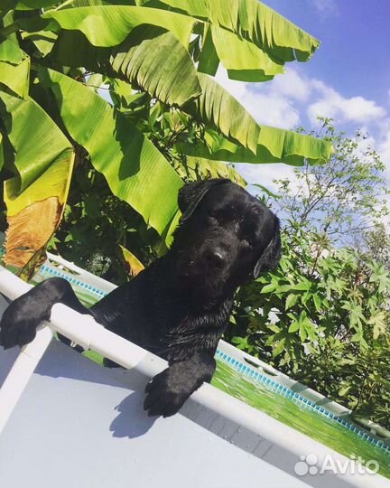 Щенки лабрадора