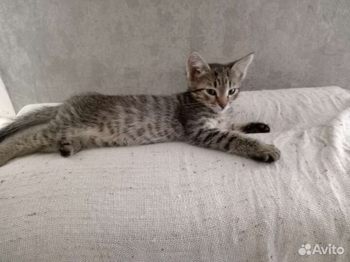 Кошка в дар бесплатно