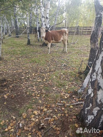 Продам корову