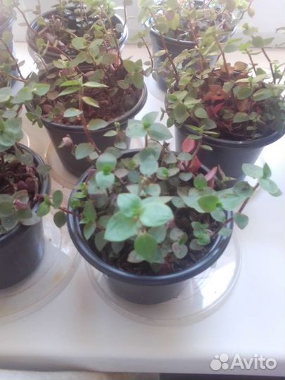 Каллизия ползучая