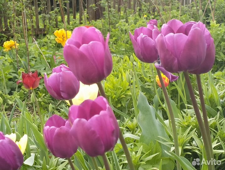 Луковицы тюльпанов