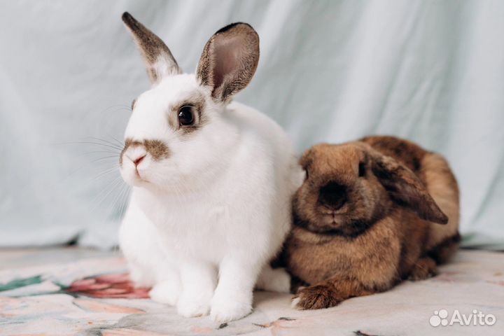 Кролик в аренду на фотосессию