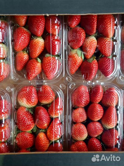 Клубника свежая ягода оптом