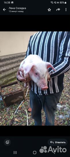 Поросят 1 месяц