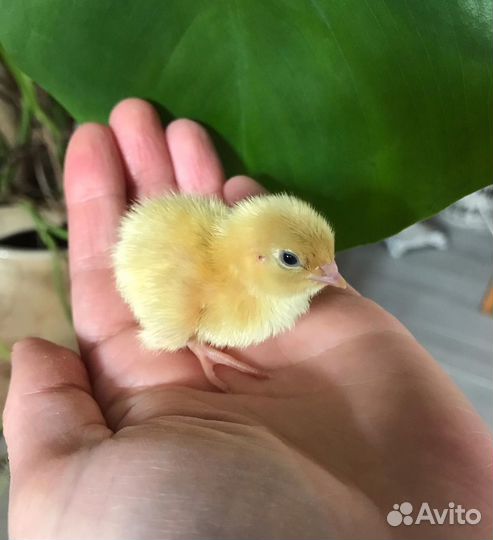 Инкубирую для вас яйцо домашней птицы