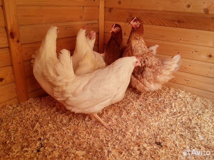 Опилки с доставкой