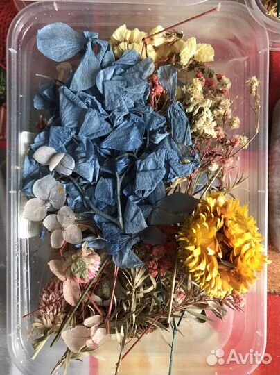Набор сухоцветов для декорирования