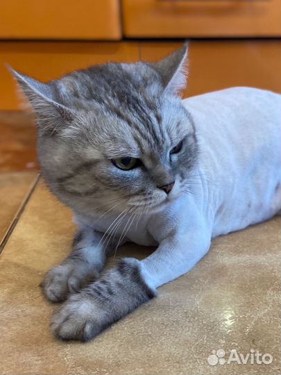 Профессиональная стрижка кошек, котов