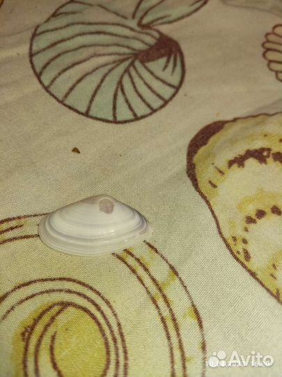 Ракушки разны