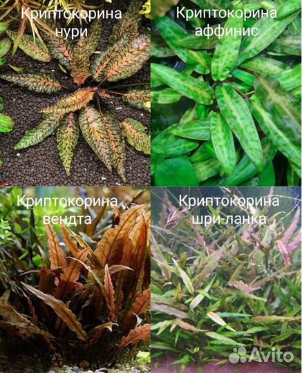 Аквариумные растения, вулканическая лава
