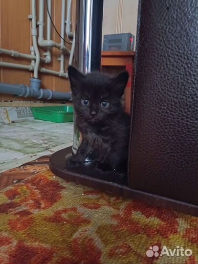 Котята от тайской кошки