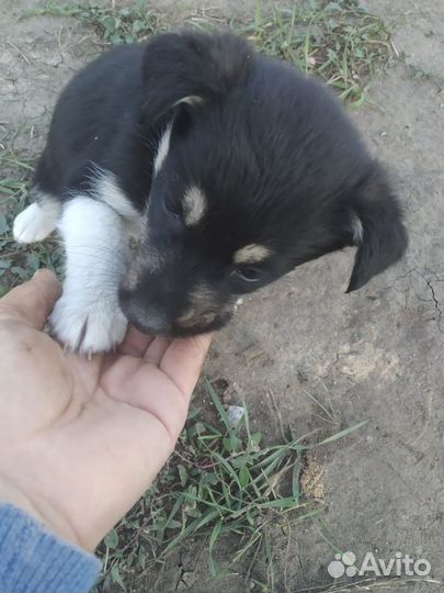 Мелкие щенки с доставкой