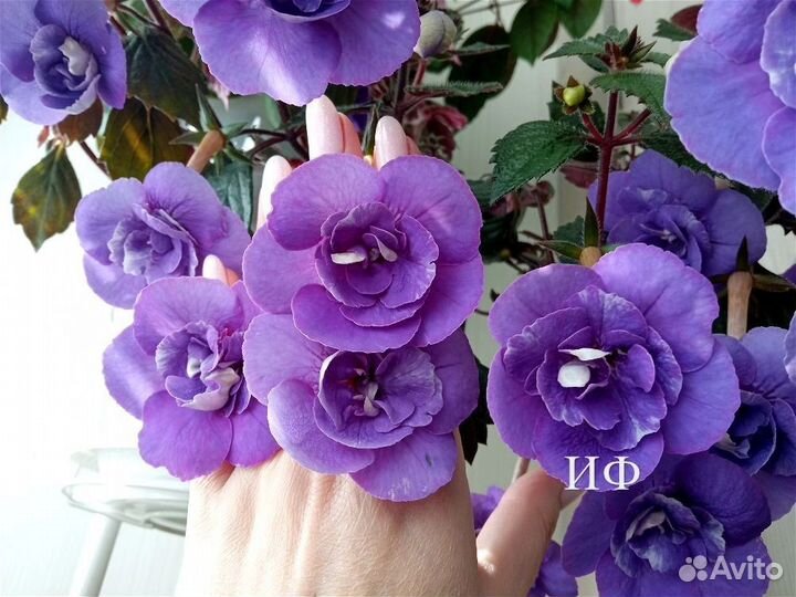 Ахименесы ризомы