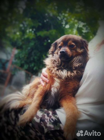 Маленькая собака мальчик