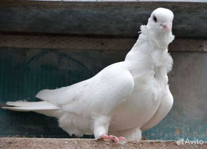 Голубь