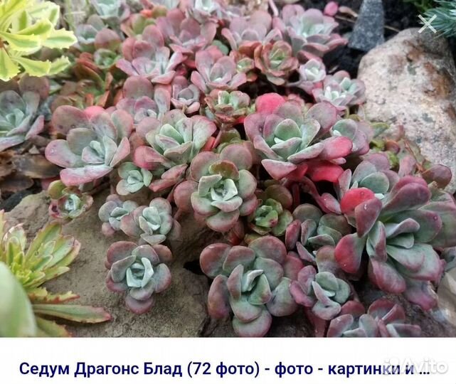 Очиток испанский.Почвопокровники