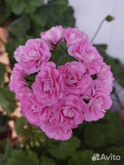 Dynasty daji пеларгония