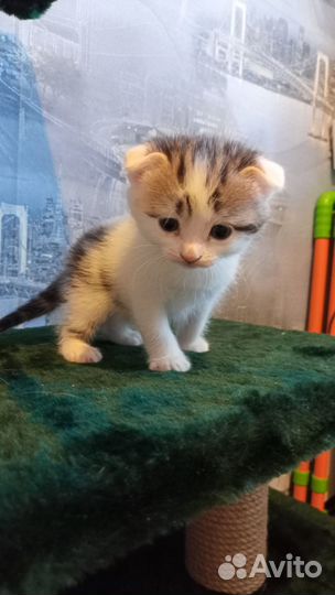 Котята отдам даром