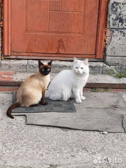 Сиамские котята бесплатно