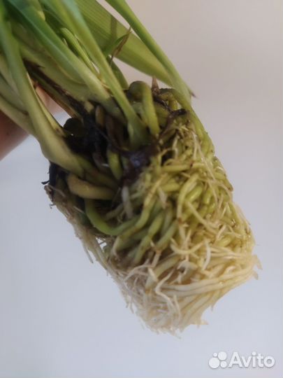 Хлорофитум