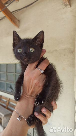 Котенок ищет дом