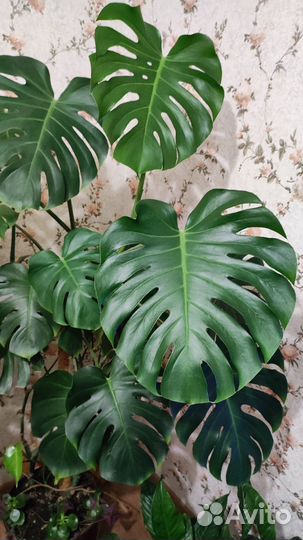 Монстера большая с кашпо