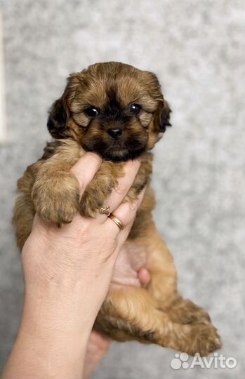 Мальтипу девочка