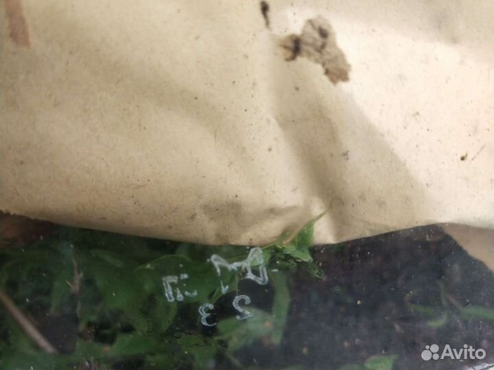 Стекла от заз 968