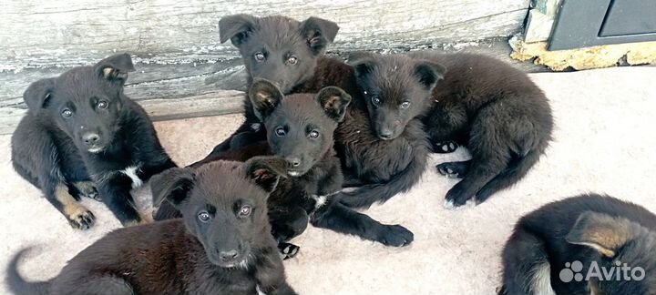Щенки немецкой овчарки