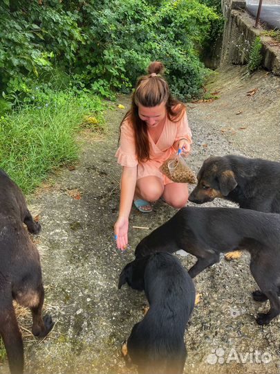 Догситтер/Зооняня