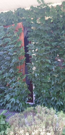 Декоративный виноград