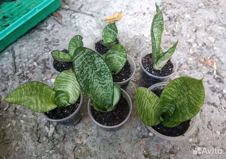 Сансевиерия/сансевьера ханни