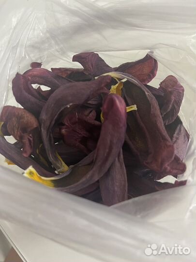 Сухие лепестки тюльпанов