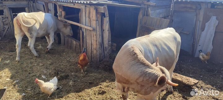 Продаем 3 тёлки и 4 баранчика