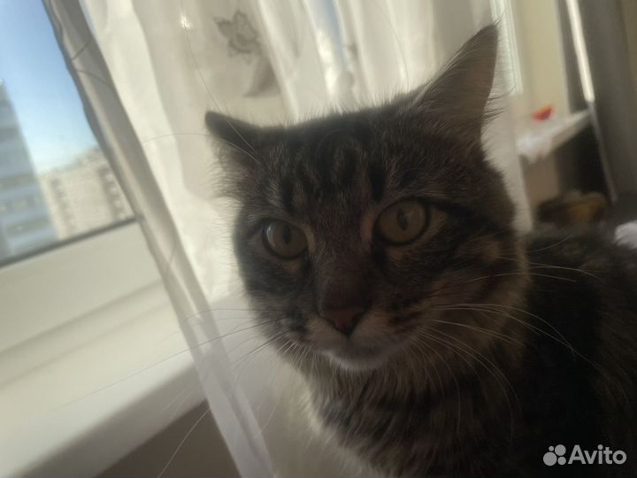 Кот