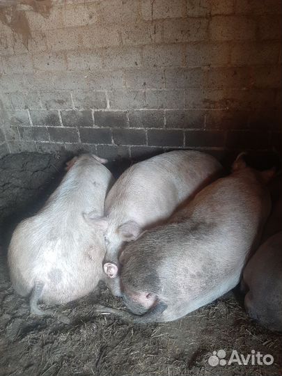 Свиноматки