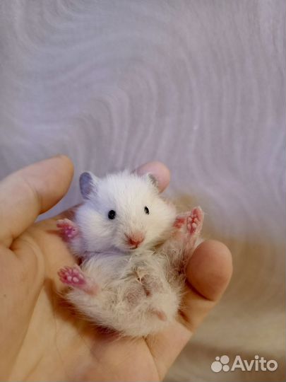 Сирийский(ангорский)хомяк