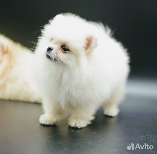 Мальчик померанский шпиц мишки