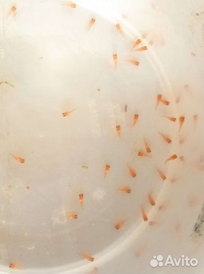 Пецилия, гуппи