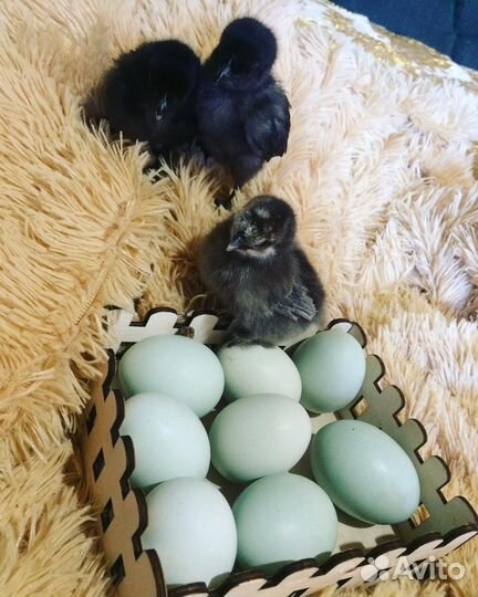 Петух чёрный куры чёрные доставка