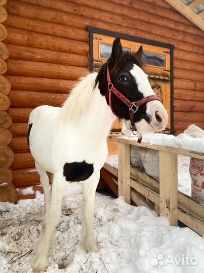 Лошади для фотосессий с инструктором
