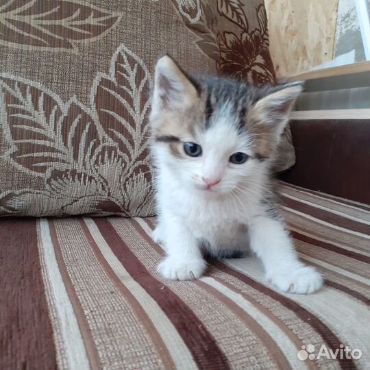 Котята в добрые руки бесплатно