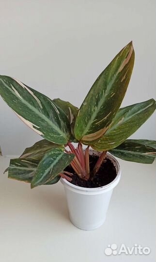 Строманта Мэджик Стар