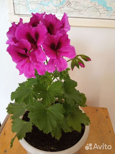 Пеларгония герань